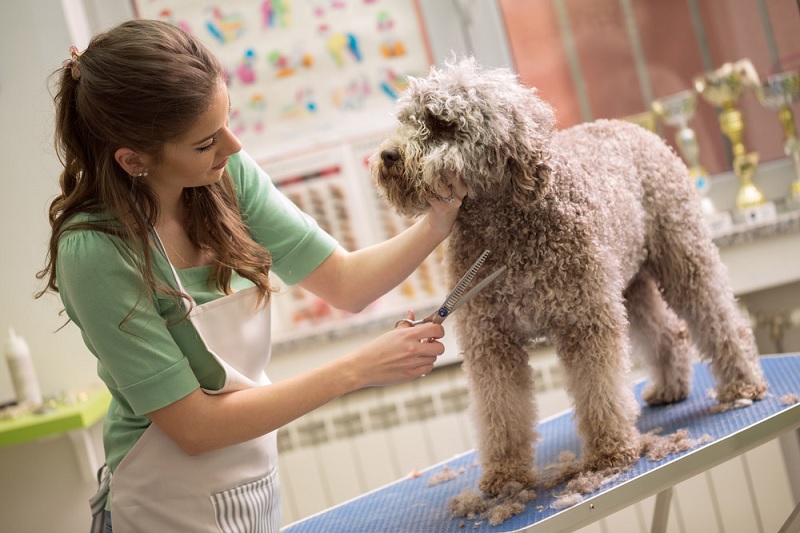 Handy Uni - Địa chỉ may đồng phục pet shop uy tín